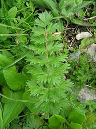 Attēlu rezultāti vaicājumam “Libanotis montana leaf”