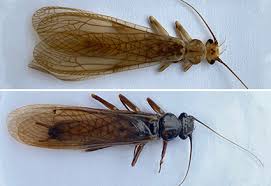 Attēlu rezultāti vaicājumam “Plecoptera”