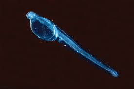 Image result for Reinhardtius hippoglossoides