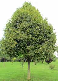 Attēlu rezultāti vaicājumam “Tilia platyphyllos Laciniata”