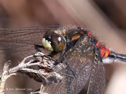 Attēlu rezultāti vaicājumam “Leucorrhinia dubia male”