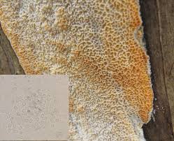 Attēlu rezultāti vaicājumam “Ceriporiopsis aneirina”