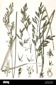 Attēlu rezultāti vaicājumam “Festuca altissima”