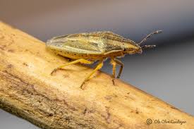 Attēlu rezultāti vaicājumam “Aelia acuminata”