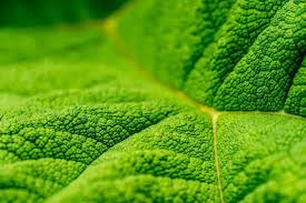 Attēlu rezultāti vaicājumam “leaf”