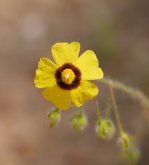 Attēlu rezultāti vaicājumam “Cistaceae”
