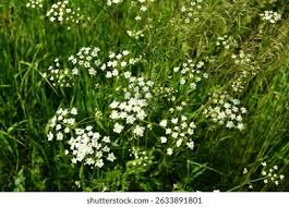 Attēlu rezultāti vaicājumam “Anthriscus sylvestris flower”