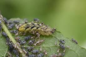 Attēlu rezultāti vaicājumam “Syrphus larva”