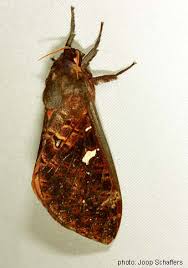 Attēlu rezultāti vaicājumam “Hepialidae”