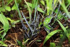 Attēlu rezultāti vaicājumam “Physarum obscurum”