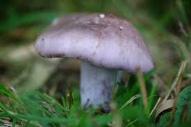 Attēlu rezultāti vaicājumam “Lepista sp.”