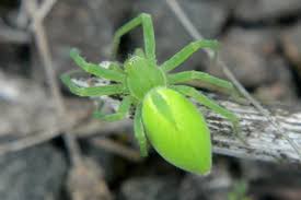 Attēlu rezultāti vaicājumam “Micrommata virescens”