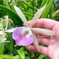 Attēlu rezultāti vaicājumam “Collaria sp.”