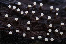 Attēlu rezultāti vaicājumam “Physarum virescens plasmodium”