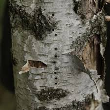 Attēlu rezultāti vaicājumam “Scolytus ratzeburgi”