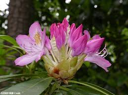 Attēlu rezultāti vaicājumam “Rhododendron catawbiense flower”