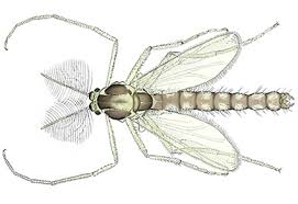 Attēlu rezultāti vaicājumam “Chironomidae”
