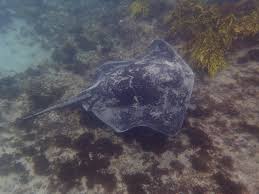 Image result for Bathytoshia brevicaudata