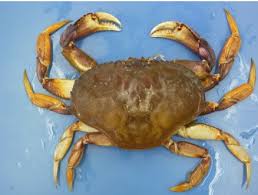 Image result for Metacarcinus magister