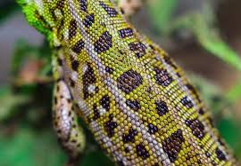 Image result for reptile scales