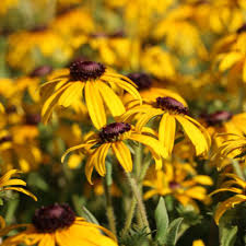 Image result for Rudbeckia Paradisio
