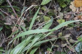 Attēlu rezultāti vaicājumam “Brachypodium sylvaticum fruit”