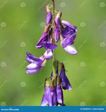 Attēlu rezultāti vaicājumam “Galega orientalis leaf”