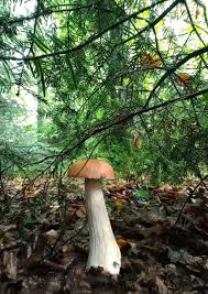 Attēlu rezultāti vaicājumam “Vouauxiomyces santessonii”