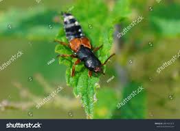 Attēlu rezultāti vaicājumam “Platydracus fulvipes”