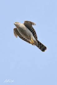 Attēlu rezultāti vaicājumam “Accipiter nisus female”