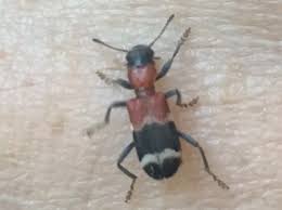 Attēlu rezultāti vaicājumam “Thanasimus formicarius”