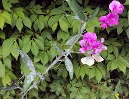 Image result for Lathyrus odoratus