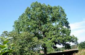 Attēlu rezultāti vaicājumam “Juglans nigra”