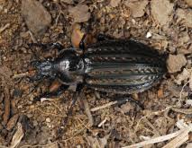 Attēlu rezultāti vaicājumam “Carabus clathratus”
