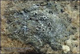 Attēlu rezultāti vaicājumam “Trapelia coarctata”