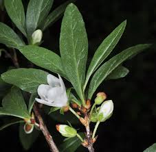 Attēlu rezultāti vaicājumam “Veronica anagallis-aquatica leaf”