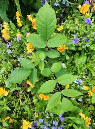 Attēlu rezultāti vaicājumam “Juglans cinerea flower”