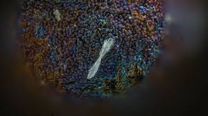 Attēlu rezultāti vaicājumam “Lamproderma pulchellum macro”