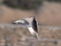 Image result for Numenius tenuirostris