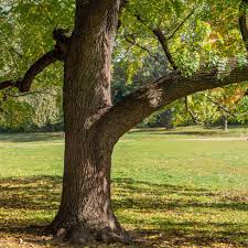 Attēlu rezultāti vaicājumam “Juglans nigra”