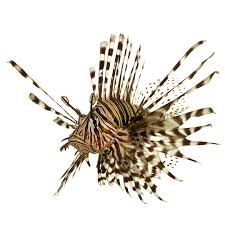 Image result for Pterois volitans