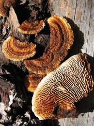 Attēlu rezultāti vaicājumam “Gloeophyllum trabeum”