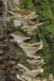 Attēlu rezultāti vaicājumam “Inonotus radiatus”