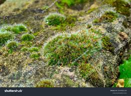 Attēlu rezultāti vaicājumam “Bryales”