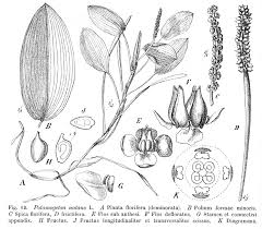 Attēlu rezultāti vaicājumam “Potamogetonaceae”