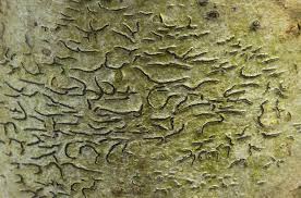 Attēlu rezultāti vaicājumam “Graphis scripta”