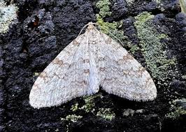 Attēlu rezultāti vaicājumam “Trichopteryx carpinata”