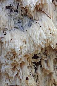 Attēlu rezultāti vaicājumam “Basidioradulum radula”