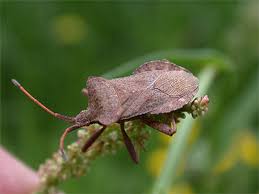 Attēlu rezultāti vaicājumam “Coreus marginatus”