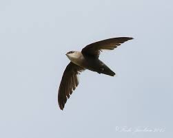 Image result for Chaetura pelagica